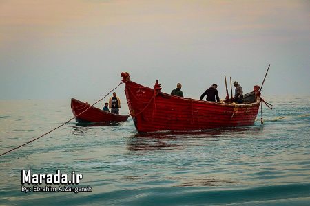 نمایی از صید دام گستر پره در ساحل فرح آباد ساری / تصاویر