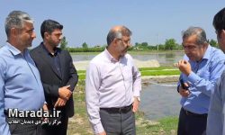 بازدید از زمین های شالیزاری در حال نشاء بخش رودپی جنوبی شهرستان ساری