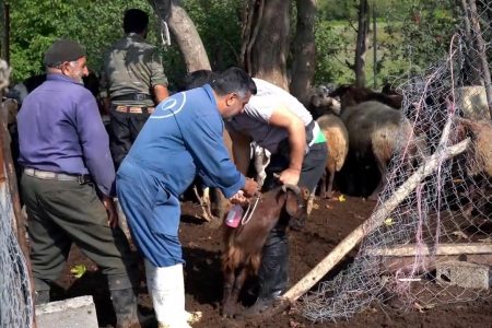 محرومیت زدایی قرارگاه پیشرفت و آبادانی سپاه کربلا در کچپ محله هزار جریب نکا / ویدئو